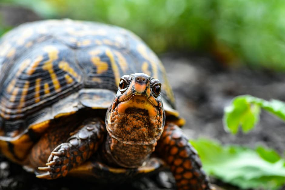 tortise lifting head high resolution portrait